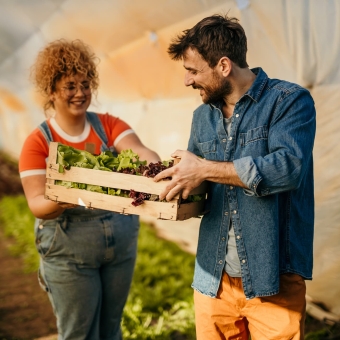 Eine Frau und ein Mann stehen in einem Salat-Gewächshaus und halten gemeinsam eine Kiste mit Salatköpfen in den Händen