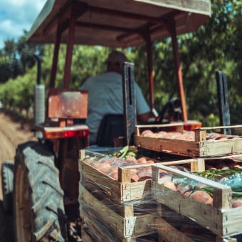 Ein Mann befördert mit einem Traktor mehrere Kisten mit Früchten