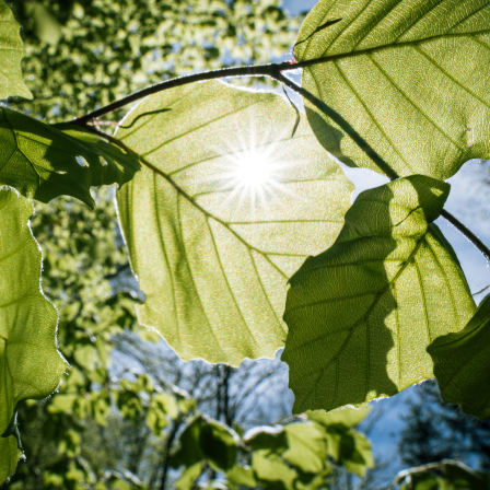 The sun shines on leaves of a tree